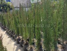 Продажа растений❗️