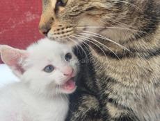 Отдаём котят срочно!!!