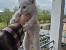 Отдаём котят срочно!!!
