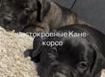 Кане корсо 