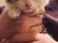 Котик 1 месяц