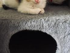 Кошечка 1 месяц 