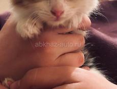 Котик 1 месяц
