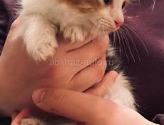 Котик 1 месяц