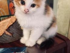 Кошечка 1 месяц 
