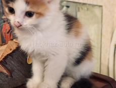 Кошечка 1 месяц 