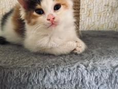 Кошечка 1 месяц 