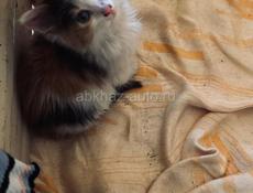 Котик 1 месяц
