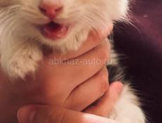 Котик 1 месяц