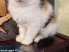 Кошечка 1 месяц 