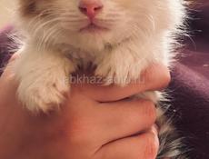 Котик 1 месяц