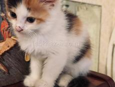 Кошечка 1 месяц 