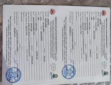 Английский поньтер