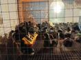 Продаются цыплята р. Очамчира с. Илори все по телефону