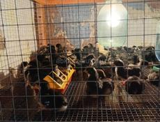 Продаются цыплята р. Очамчира с. Илори все по телефону
