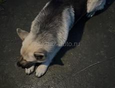 Восточно европейская овчарка