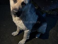 Восточно европейская овчарка