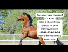 Скупка лошадей 