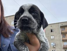 Отдам в добрые руки !!!