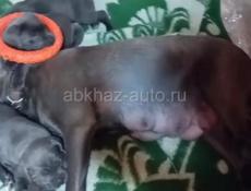 Кане -Корсо