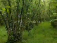 Продам участок орех