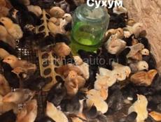 Цыплята 