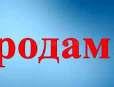 Продаются телята 