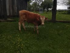 Продаём бычок 50 60кг 