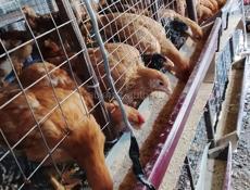 Домашние куры чищенные живые продаётся 