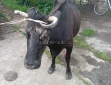 Продам цена договорная 