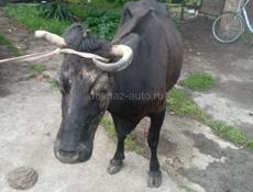 Продам цена договорная 
