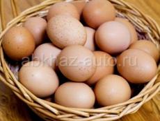 Яица на инкубацию