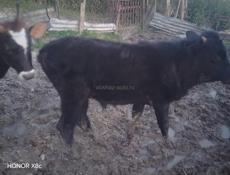 Продаётся годовалый бычок