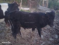 Продаётся годовалый бычок