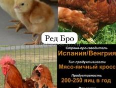 Редбро мясояичные цыплята 