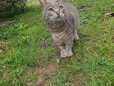 Кошка в Нежные Руки