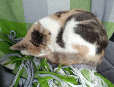 Привезу Кошечку Мышеловку