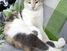 Привезу Кошечку Мышеловку