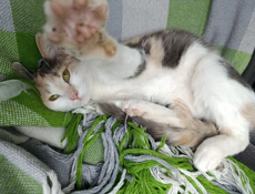 Привезу Кошечку Мышеловку