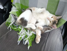 Привезу Кошечку Мышеловку