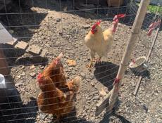 Продаю три курочки несушки и петуха 