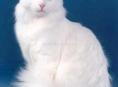 Белая кошка 