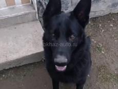 Чистый черный немец 