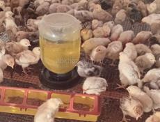 Продаются цыплята р.очамчира с.илор все по телефону
