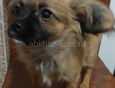 Продаём щенка чихуахуа 
