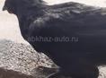 Продаются подращённые цыплята породы Джерский гинант