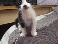 Отдаю в добрые руки замечательных котят. Возраст один месяц. Кушают  жидкий корм. К лотку приучены. 