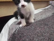 Отдаю в добрые руки замечательных котят. Возраст один месяц. Кушают  жидкий корм. К лотку приучены. 