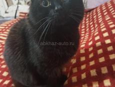 Отдаю в добрые руки замечательных котят. Возраст один месяц. Кушают  жидкий корм. К лотку приучены. 