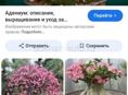 Сдам в аренду